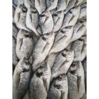 Dorada intreaga congelata bax 5 kg