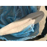 Butterfish file 2-5 kg Butterfish file 2-5 kg